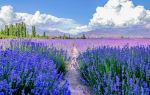 Huocheng Lavender Fields