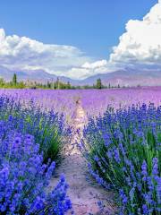 Huocheng Lavender Fields