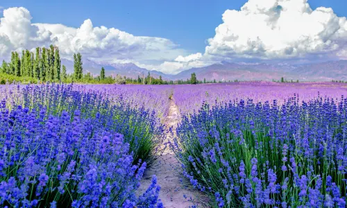 Huocheng Lavender Fields