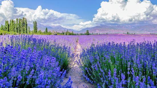 Huocheng Lavender Fields