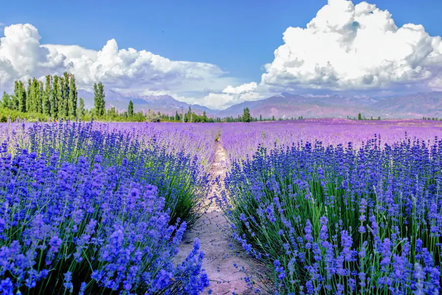 Huocheng Lavender Fields