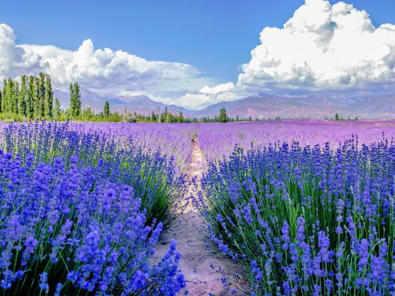 Huocheng Lavender Fields