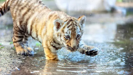 重慶野生動物世界