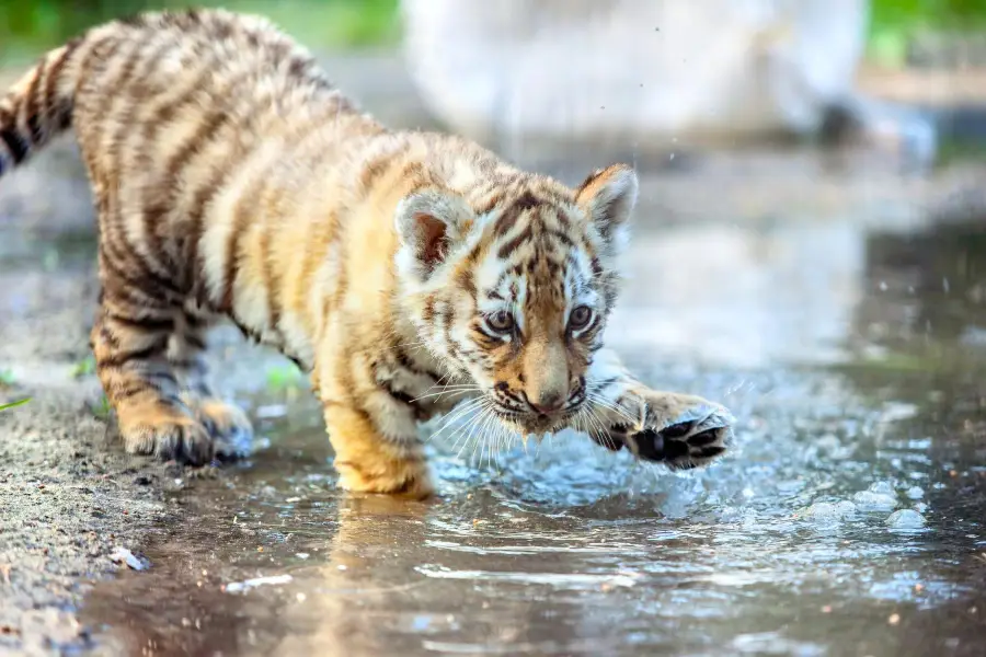 重慶野生動物世界