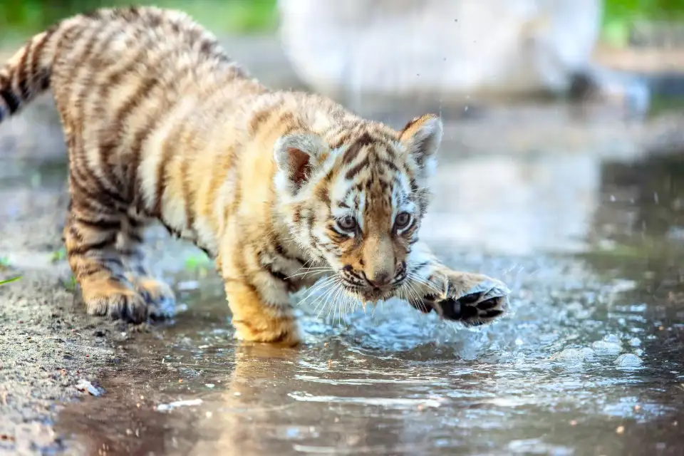 5_重慶野生動物世界