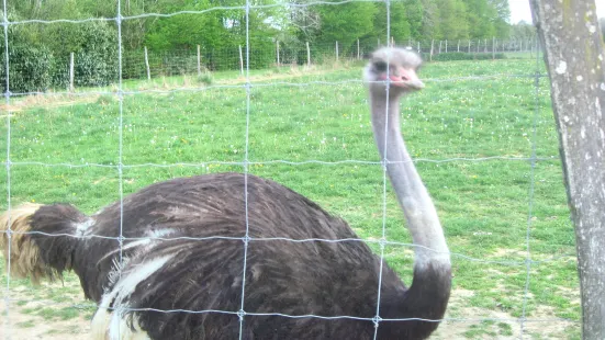 Jelita Ostrich Farm