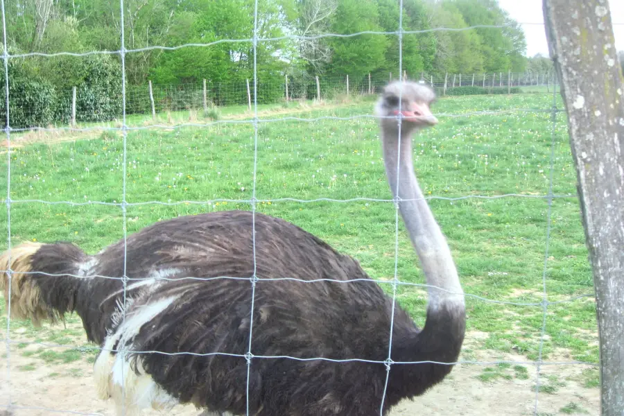 Jelita Ostrich Farm