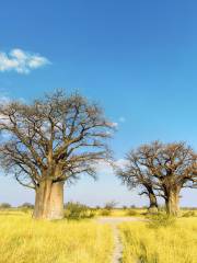 Baines Baobabs