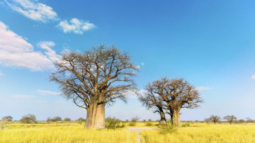 Baines Baobabs