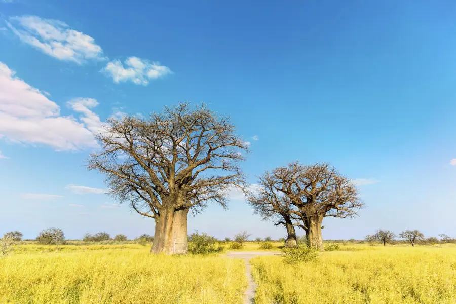 Baines Baobabs