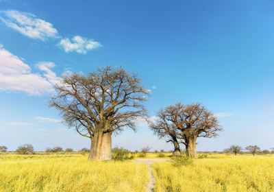 Baines Baobabs