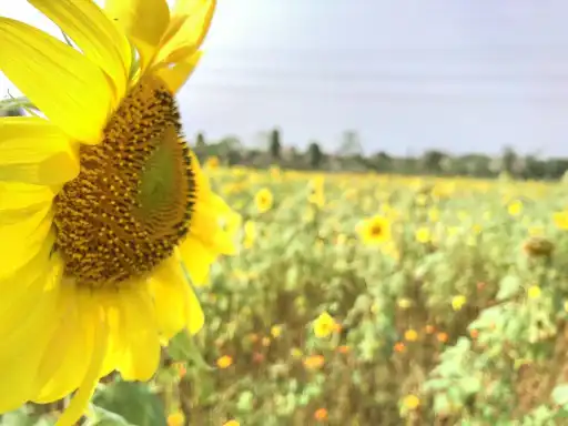 鄰近南朗天宇夢幻田園的酒店