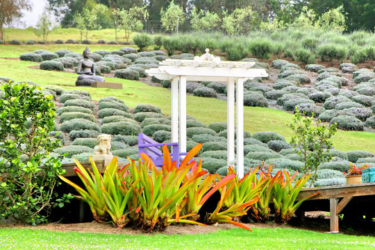 Ali'i Kula Lavender
