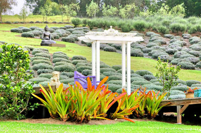 Ali'i Kula Lavender