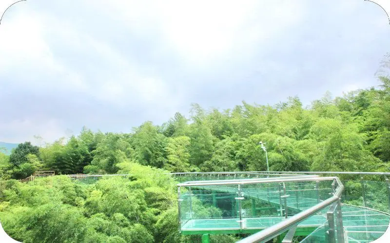 Bamboo Glass Walkway