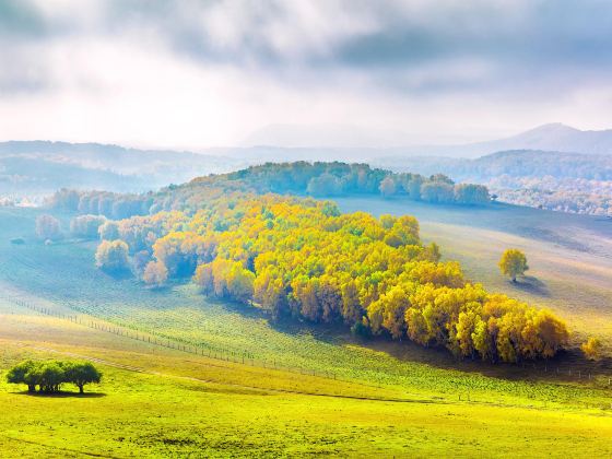 Bashang Grasslands