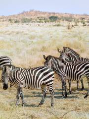 Ruaha National Park