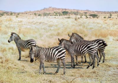 Ruaha National Park