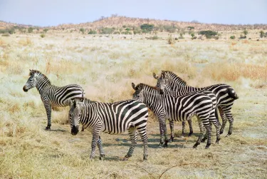 Ruaha National Park
