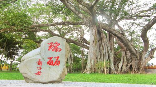 芒令獨樹成林