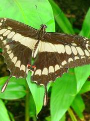 Spirogyra Butterfly Garden