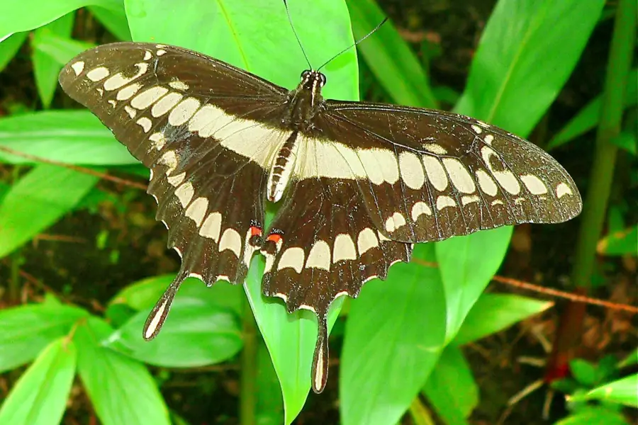 Spirogyra Butterfly Garden