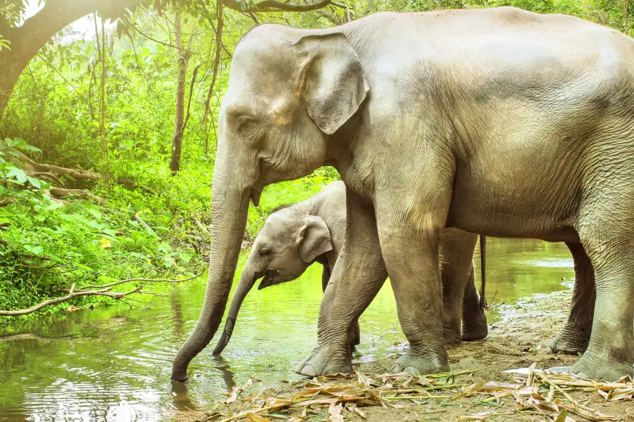 Seaview Elephant Camp