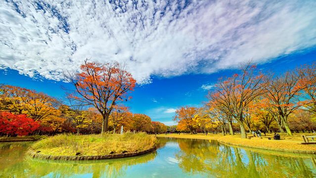Fall Foliage Sightseeing in Tokyo