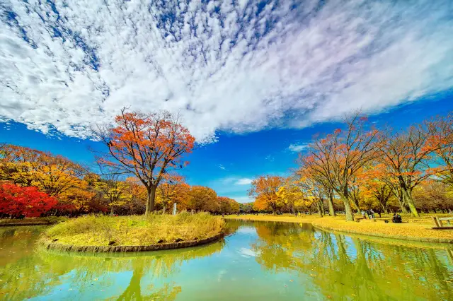 Fall Leaves Viewing in Tokyo