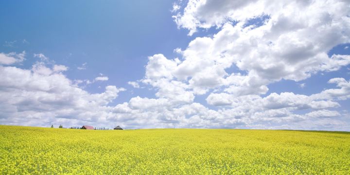Kanno Farm