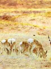 Tibetan Antelope Observation Deck, Hoh Xil