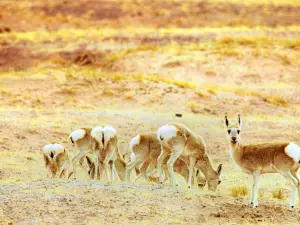 Tibetan Antelope Observation Deck, Hoh Xil