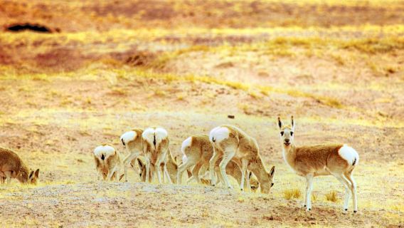 Hoh Xil Tibetan Antelope Viewing Platform