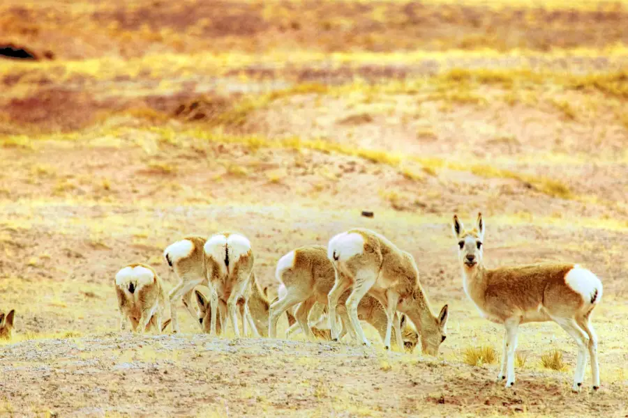 Tibetan Antelope Observation Deck, Hoh Xil