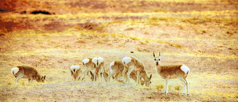 Hoh Xil Tibetan Antelope Viewing Platform
