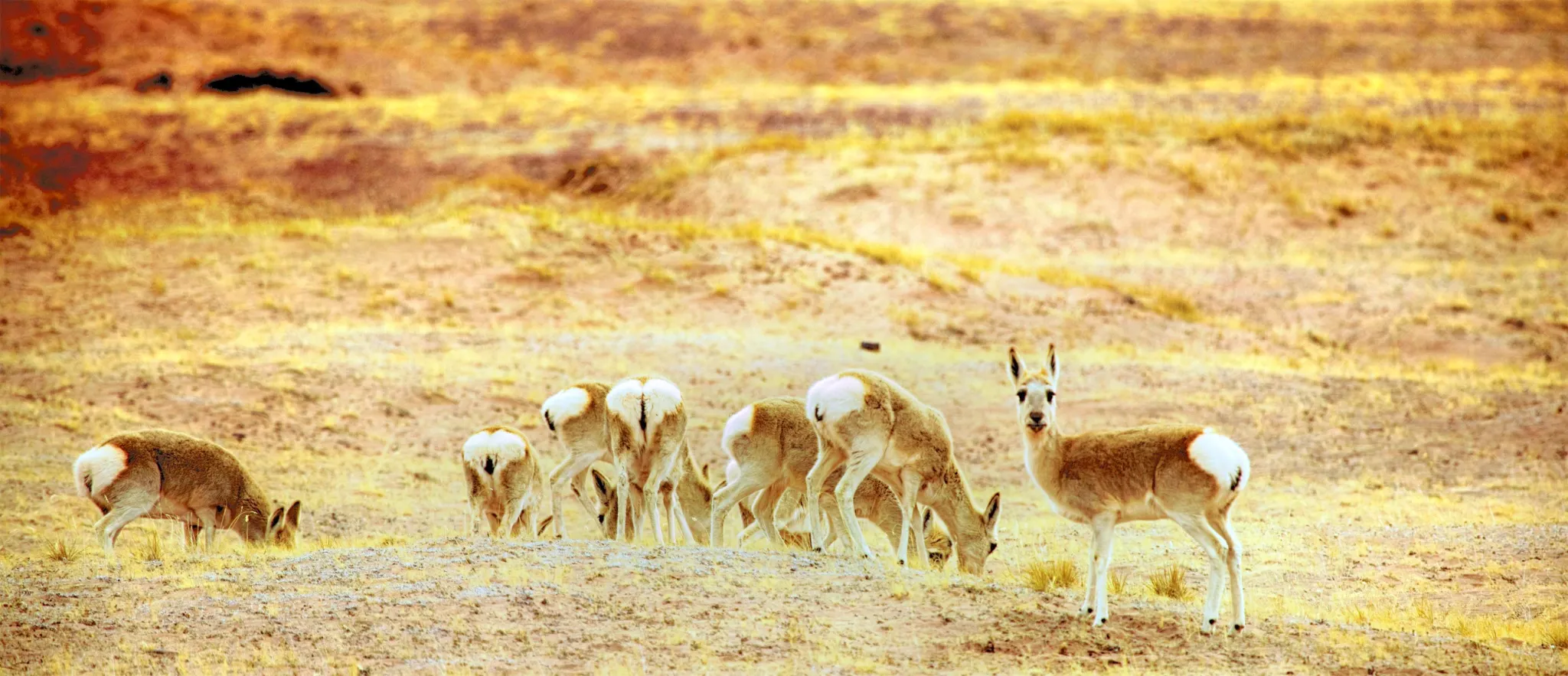 Hoh Xil Tibetan Antelope Viewing Platform