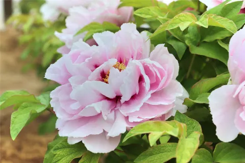 Caozhou Peony Garden