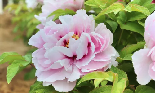 Caozhou Peony Garden