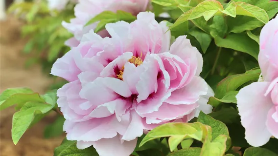 Caozhou Peony Garden
