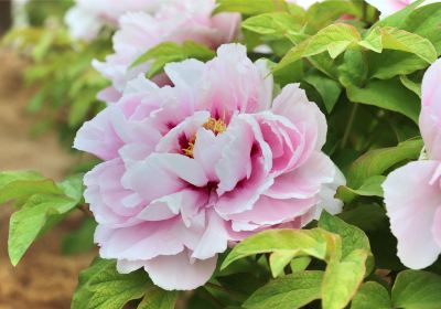 Caozhou Peony Garden