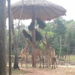 Giraffe restaurant User Photo