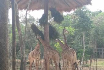 Giraffe restaurant User Photo