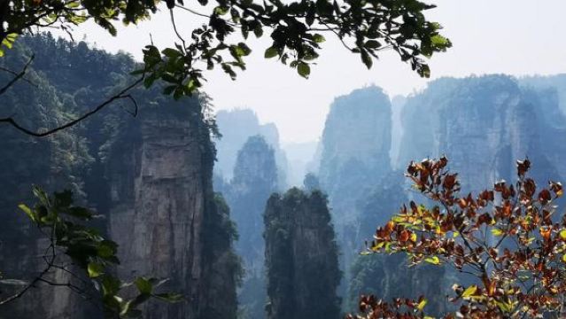 Fox Going Downhill Scenic Spot