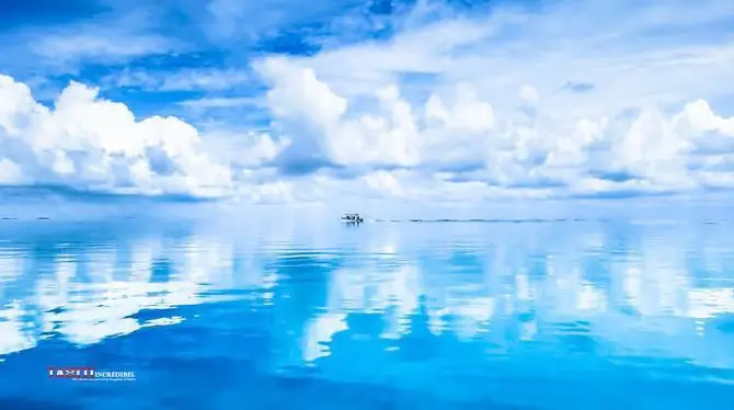 Bird Island