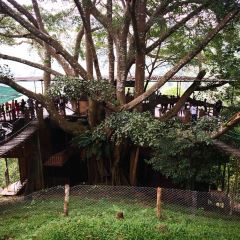 巨樹咖啡館張用戶圖片