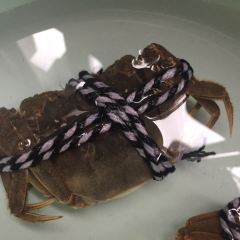 好得来蟹庄·阳澄湖农家菜·蟹全友(莲花岛店) User Photo