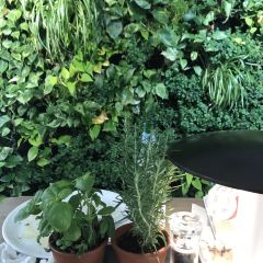 Vapiano User Photo