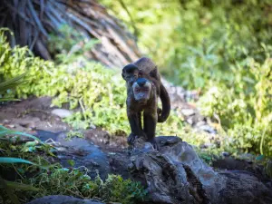 柳岸野生動物保護區