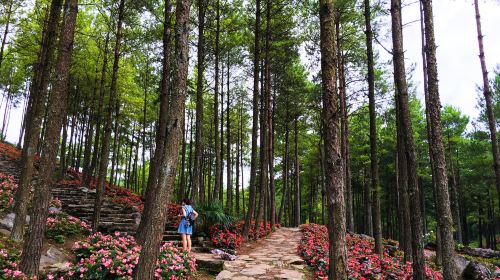 大木林下花園