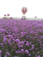 Qing Yang Chateau of Provence Lavender